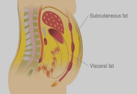 Types Of Fats (subcutaneous And Visceral Fat)